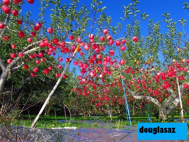 9 Kebun Apel Terbaik di Arizona