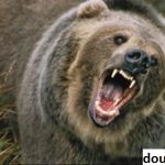 Melacak Beruang grizzly Yang Ada di Arizona